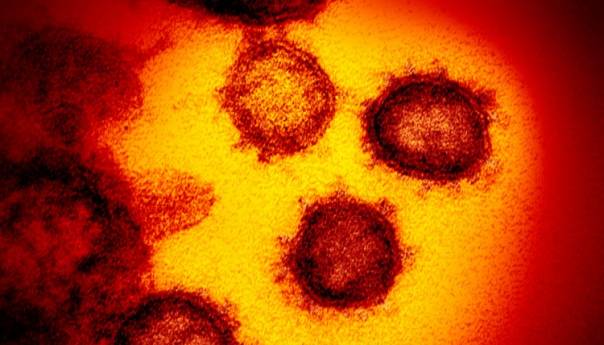 Šta virus korona radi ljudskim organima?