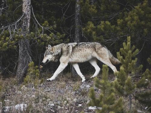 Stručnjaci srušili četiri mita o vukovima
