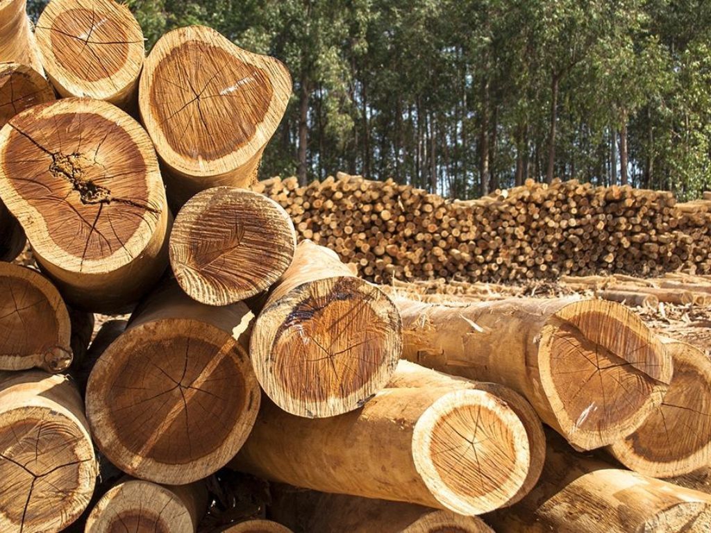 Šume RS pale na niske grane: Dižu kredit od 55 miliona KM