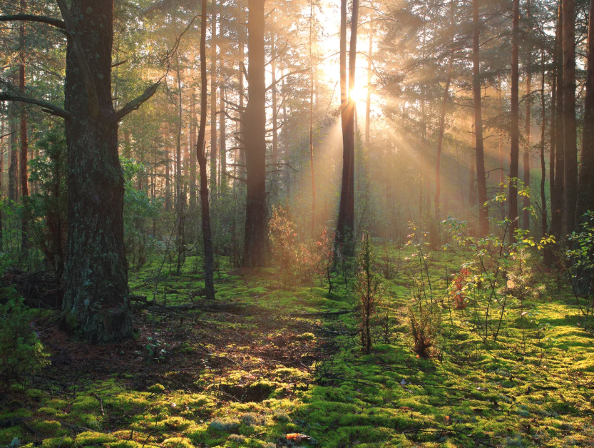 Šume u USK dobijaju novi model zaštite i upravljanja