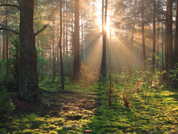 Šume u USK dobijaju novi model zaštite i upravljanja