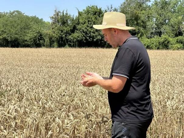 Suša poharala njive: Kukuruz desetkovan, prinosi manji i do 70 posto