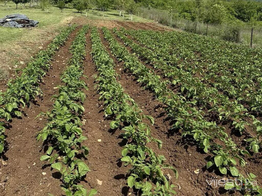 Sve manje hrane s domaćih njiva: Pad proizvodnje u FBiH