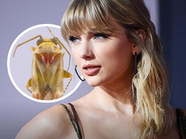 Taylor Swift dobila neobičnu čast: Novi rod insekata nazvan po popularnoj pjevačici