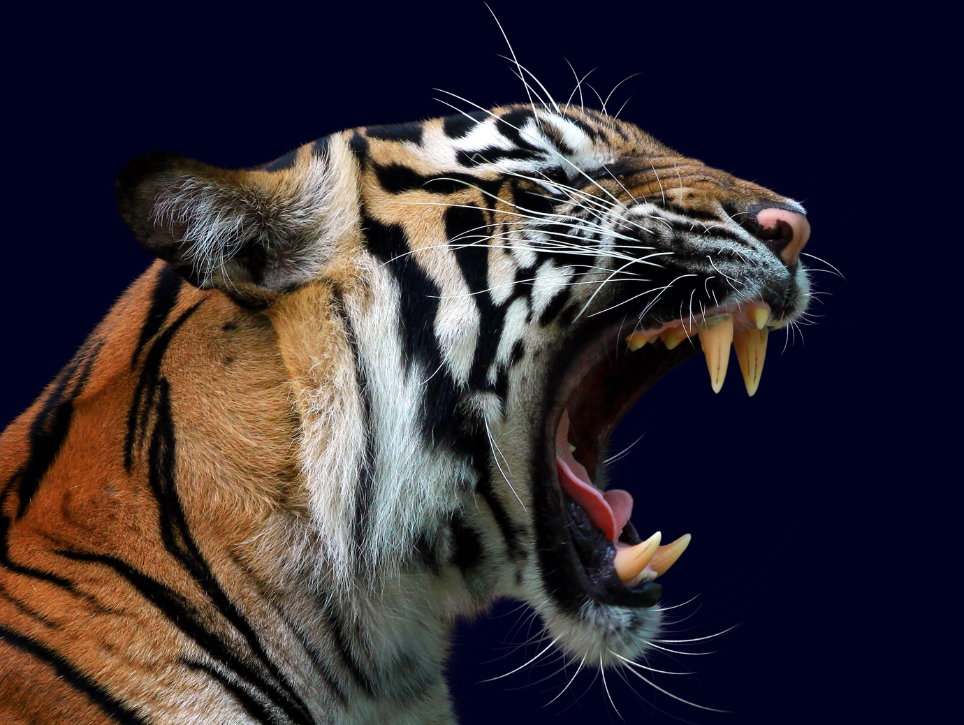 Tigar napao čovjeka, evakuisan zoološki vrt u Engleskoj
