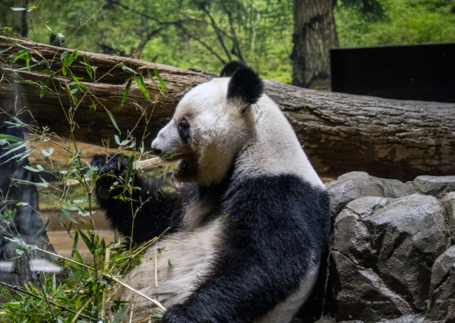 Tokio ostaje bez divovskih pandi zbog tenzija s Kinom