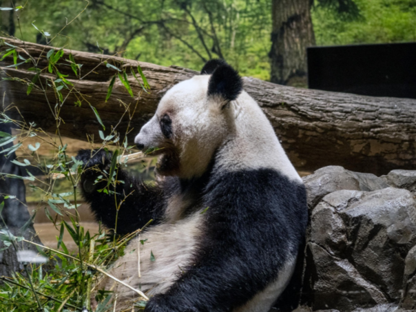 Tokio ostaje bez divovskih pandi zbog tenzija s Kinom