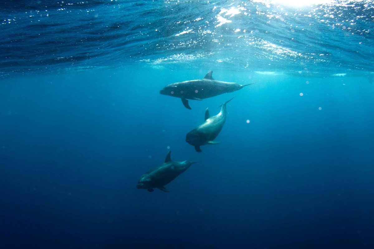 Toplina svjetskih oceana na rekordnom nivou devetu godinu zaredom