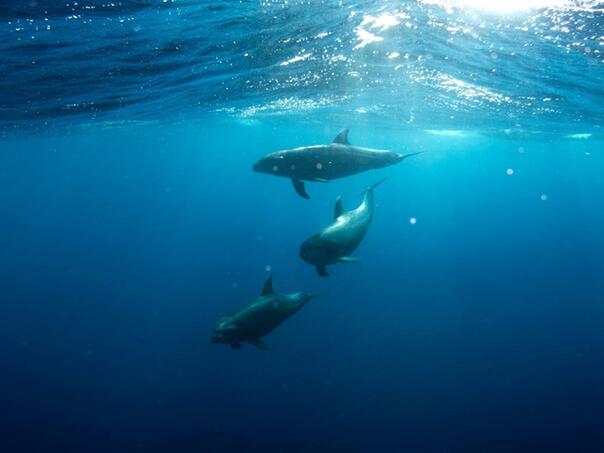 Toplina svjetskih oceana na rekordnom nivou devetu godinu zaredom