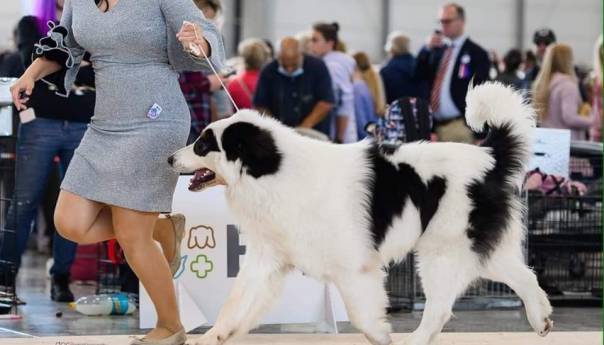 Tornjak po imenu Sevdah osvojio titulu svjetskog prvaka na izložbi pasa