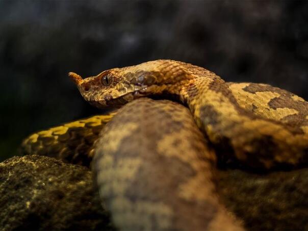 Trebinje: Ženu na kućnom pragu ugrizao poskok