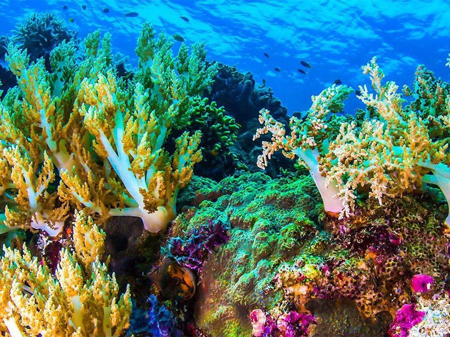 Trećina svjetskih koraljnih grebena mogla bi preživjeti klimatske promjene