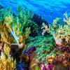 Trećina svjetskih koraljnih grebena mogla bi preživjeti klimatske promjene