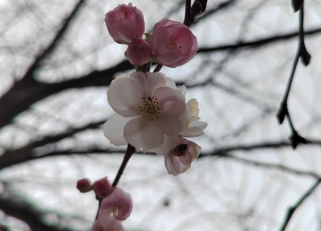 Trešnja procvjetala u decembru u Prijedoru