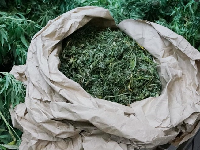 Tri osobe uhapšene u Hrvatskoj zbog nabavke tone marihuane i pranja novca