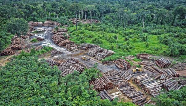 U Amazoniji kriminalna grupa posjekla 9.000 stabala starijih od 100 godina
