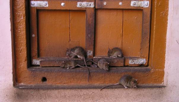 U Australiji zatvorenici evakuisani zbog najezde miševa