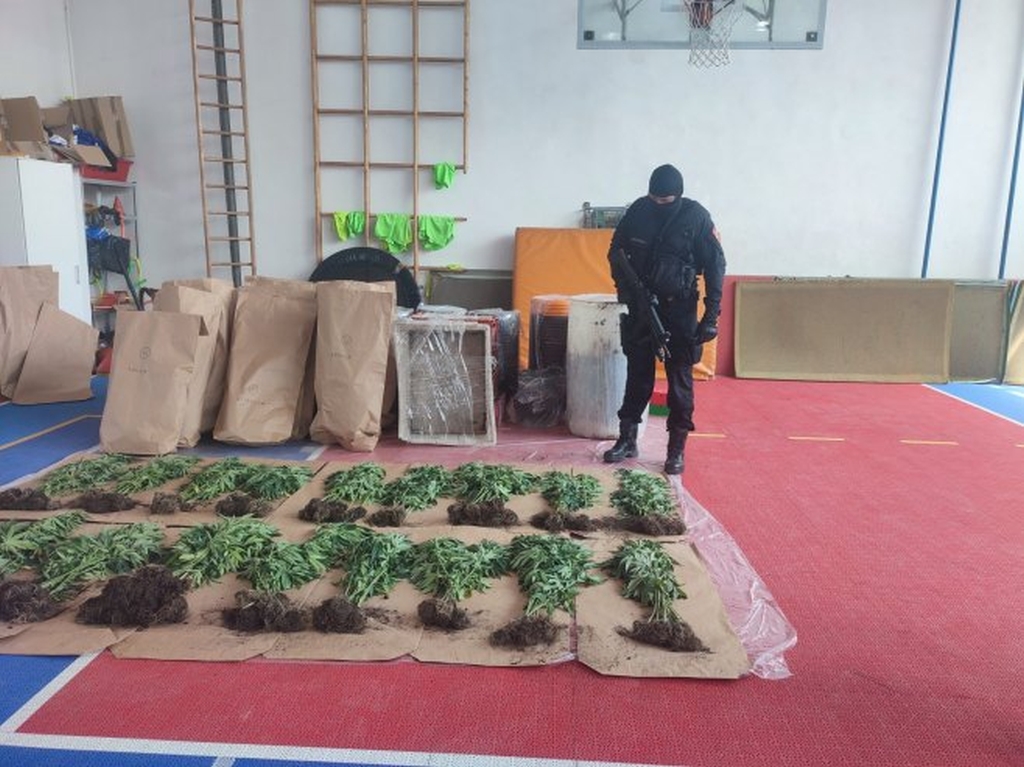 ​U Bijeljini otkrivena plantaža indijske konoplje, pronađen i kokain