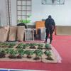 U Bijeljini otkrivena plantaža indijske konoplje, pronađen i kokain