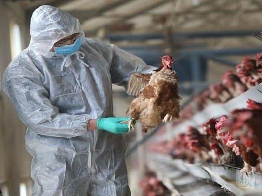 U Bijelom Polju i Nikšiću potvrđena ptičja gripa