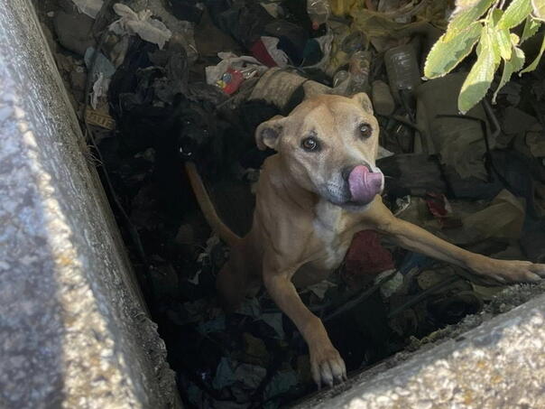 U blizini Mostara dva psa bačena u veliki šaht