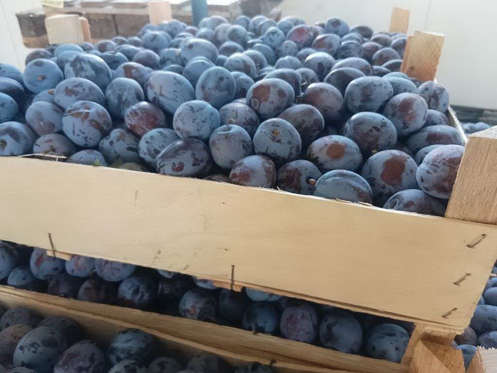 U Brčkom sezona berbe voća produžena zbog lošeg vremena