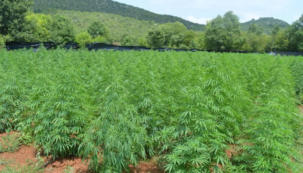 U Crnoj Gori otkriven dosad najveći zasad marihuane