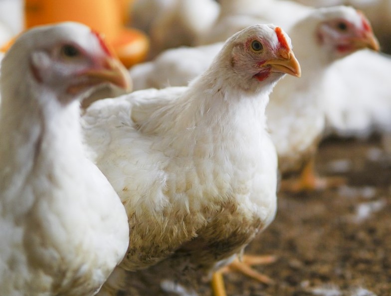 U Crnoj Gori potvrđen prvi slučaj ptičije gripe