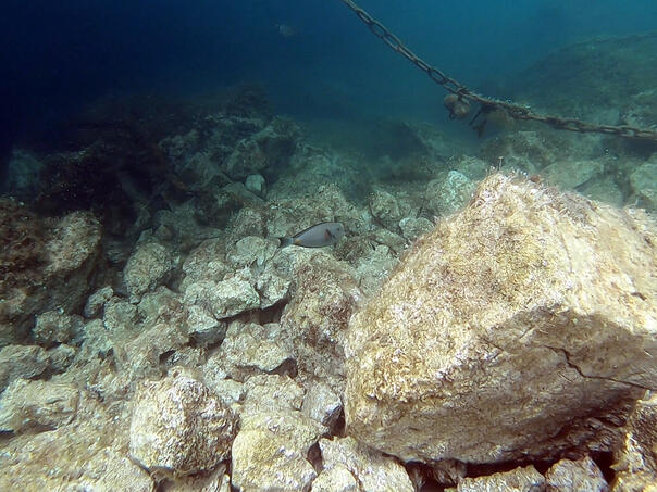 U Јadranu se pojavila riba 'hirurg'