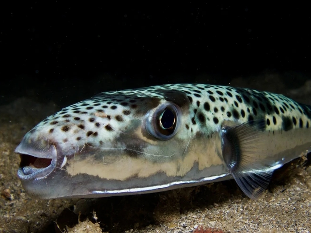 U Jadranu ulovljena otrovna riba, ko je pojede može umrijeti