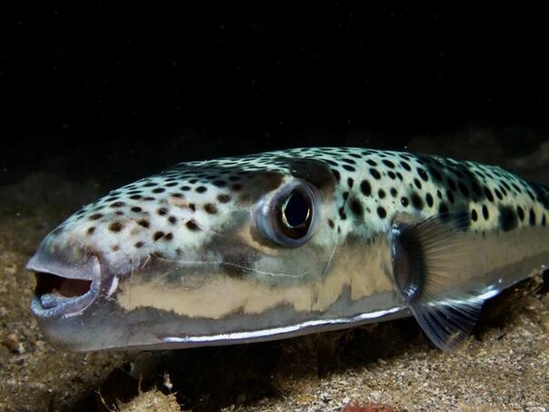 U Jadranu ulovljena otrovna riba, ko je pojede može umrijeti