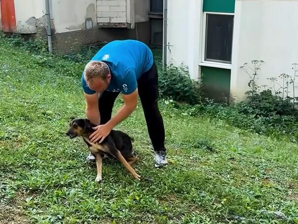 U Jajcu spašeno 17 pasa, objavljen snimak akcije