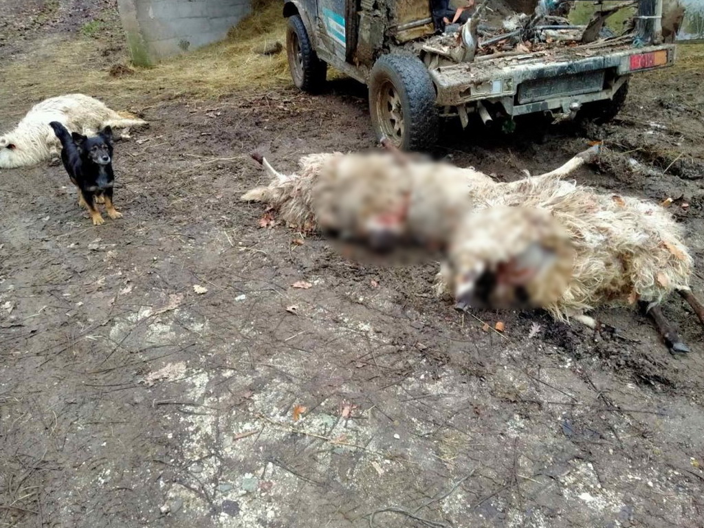 U Krančićima i Donjoj Vasti kod Prozora vukovi zaklali oko stotinu ovaca i koza