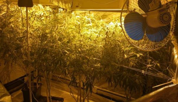 U KS oduzeta laboratorija za uzgoj i proizvodnju marihuane