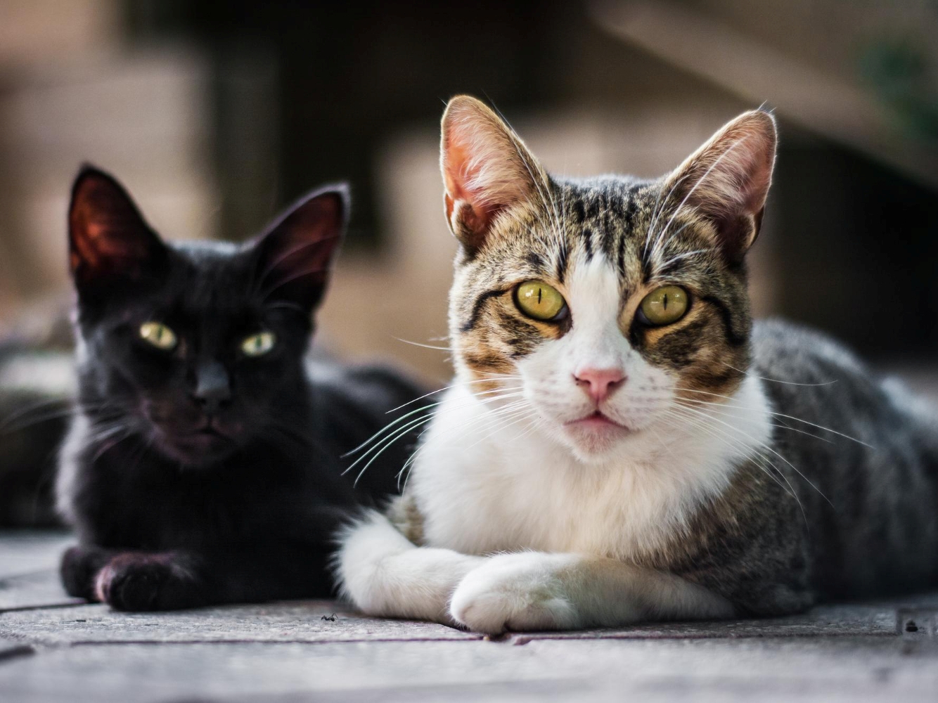 U Libiji otvoren luksuzni hotel za mačke