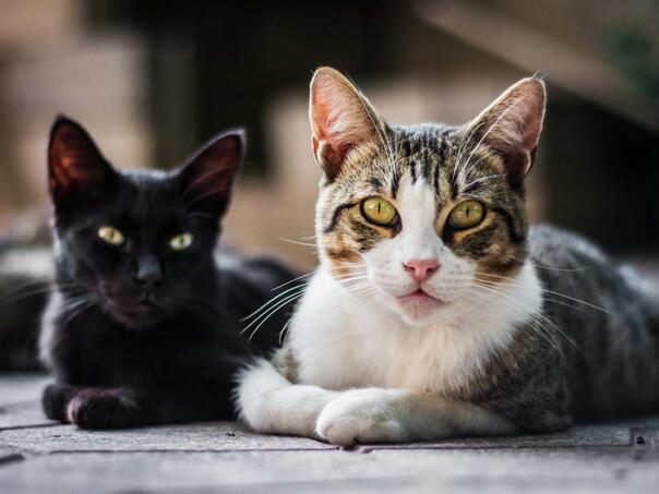 U Libiji otvoren luksuzni hotel za mačke