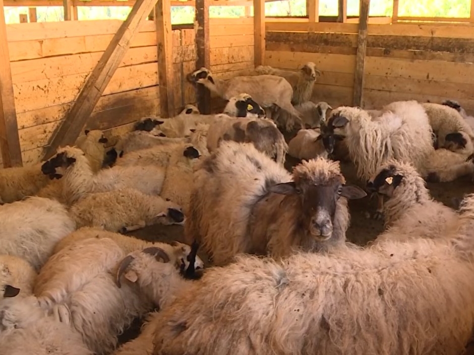U manjem bh. entitetu dijeli se 1.500 ovaca