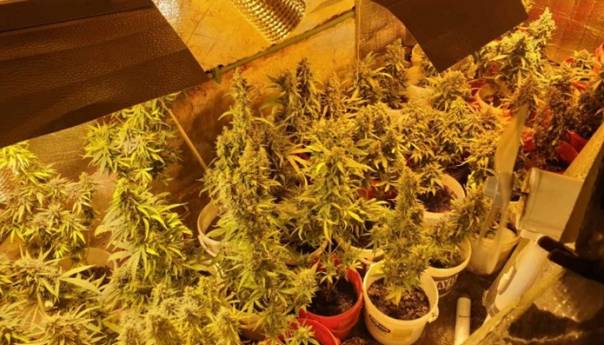 U pet mjeseci zaplijenjeno 5,7 kilograma marihuane i 1,6 kokaina