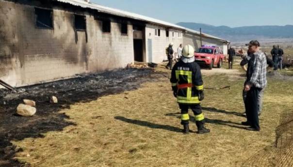 U požaru kod Tomislavgrada stradalo sedamdesetak kozlića