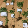 U pretresu kuće u Biletićima pronađena konoplja i marihuana, uhapšen Mostarac
