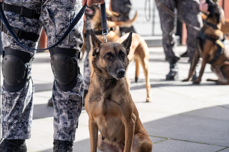 U Sarajevu održana demonstracija K9 jedinica: Neraskidiva veza između čovjeka i psa