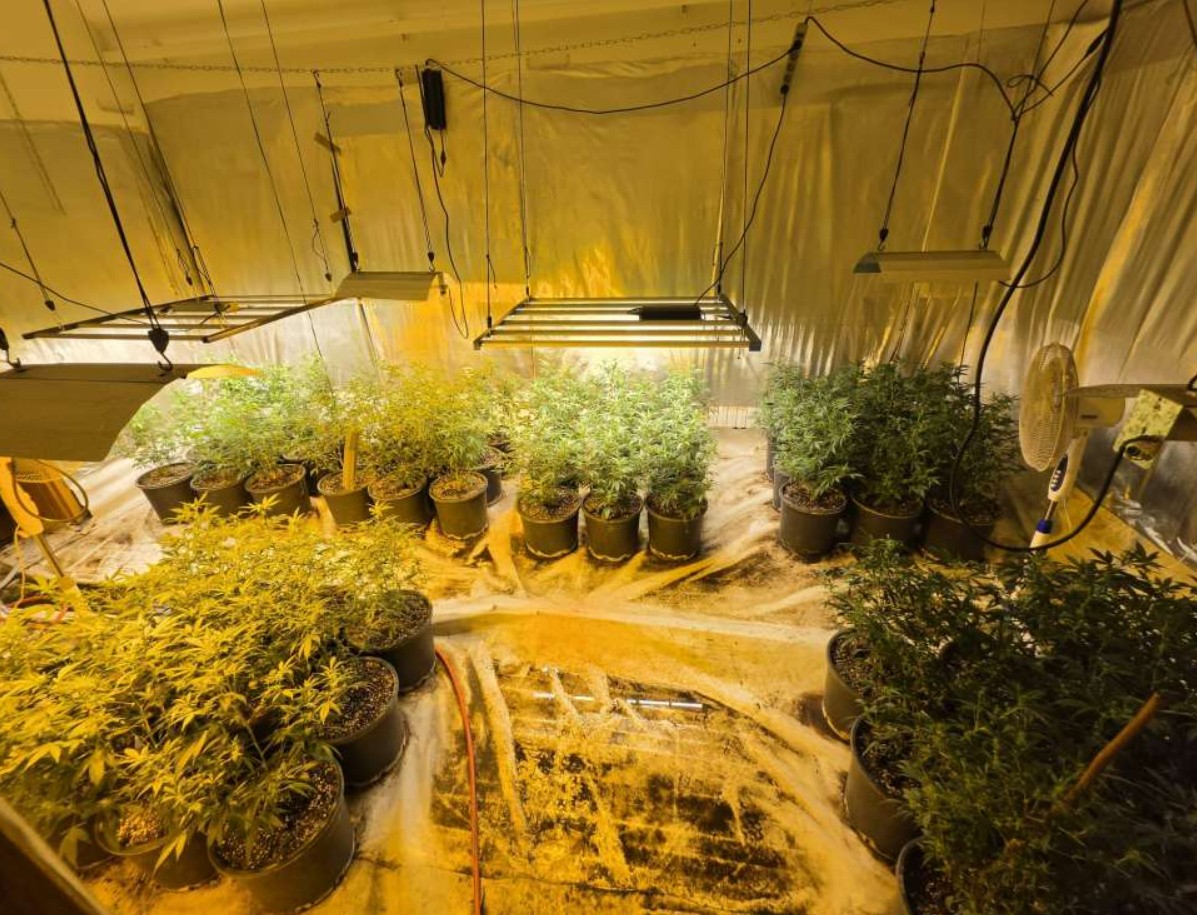 U Sarajevu pronađeno pet laboratorija za uzgoj marihuane