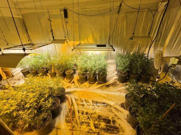 U Sarajevu pronađeno pet laboratorija za uzgoj marihuane