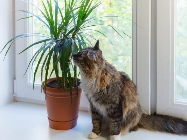 U vašem domu čuči opasnost: Četiri biljke koje su otrovne za mačke