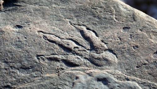 U Walesu pronađeni tragovi pretka dinosaura stari više od 200 miliona godina