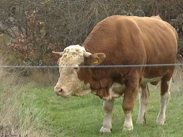 Ubijen bik Miško koji je pravio probleme po selu u Hrvatskoj