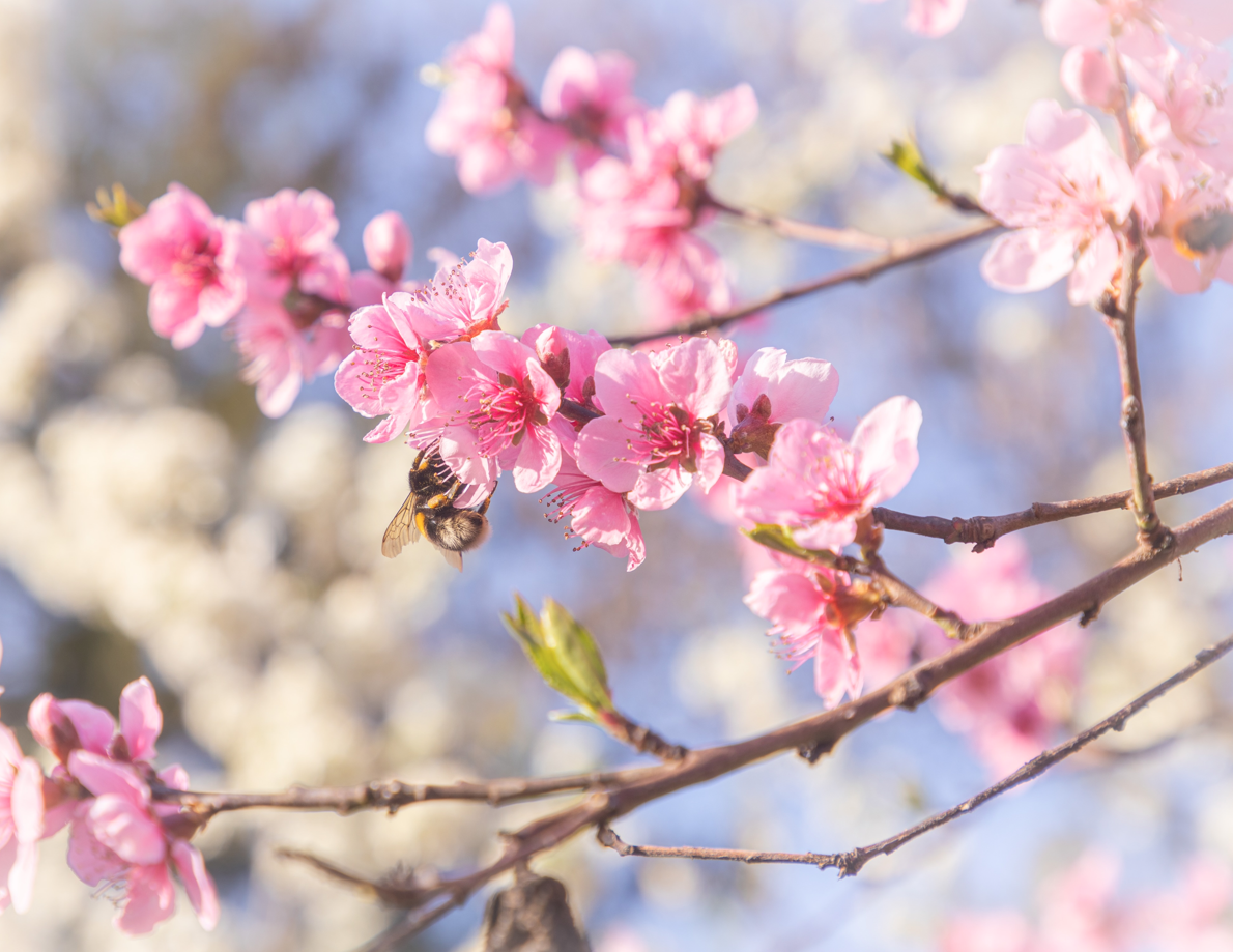 Stiže proljeće: Meteorolozi objavili prognozu do kraja maja