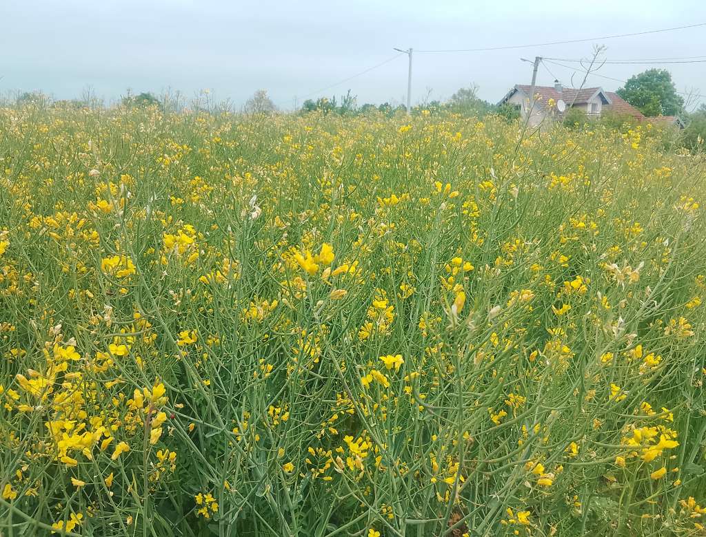 Uljana repica kao alternativa: Proizvođači u Brčkom traže sigurniju zaradu