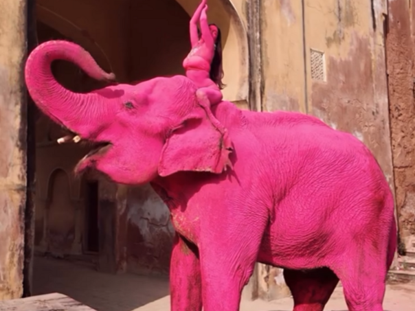 Umjetnica u Indiji obojila slona u rozo, uginuo je