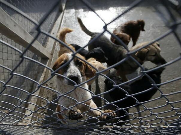 Unosan biznis: BiH u Njemačku izvozi hiljade pasa